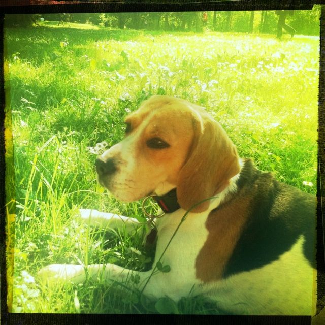 Beagle Mädchen sucht ein neues Zuhause - Rassehunde Beagle - München
