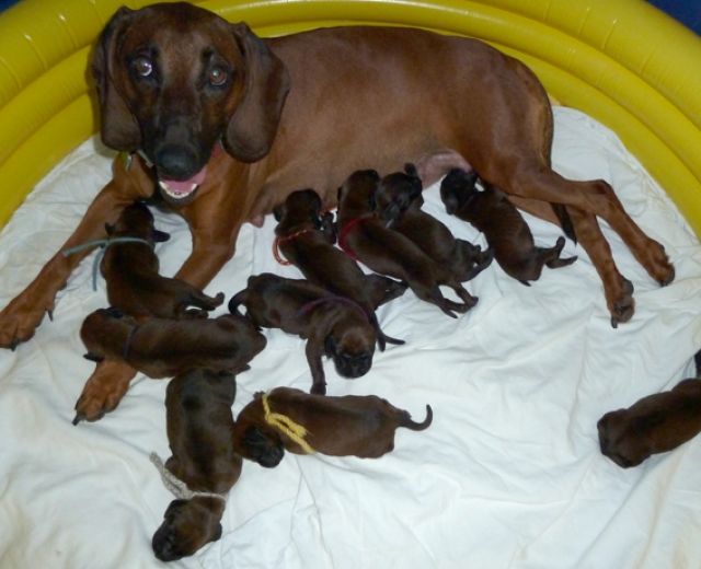 BGS -  Welpen vom 14-8-11 mit Papiere - Rassehunde Bayerischer Gebirgsschweisshund - Lauchheim