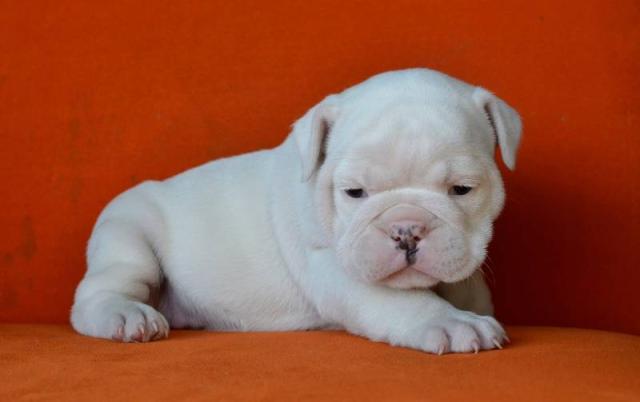 Englische Bulldogge welpen - Rassehunde Bulldog -  Bielefeld