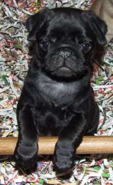 4 Super süsse Mopswelpen in Schwarz und Beige abzugeben - Rassehunde Mops - Paderborn