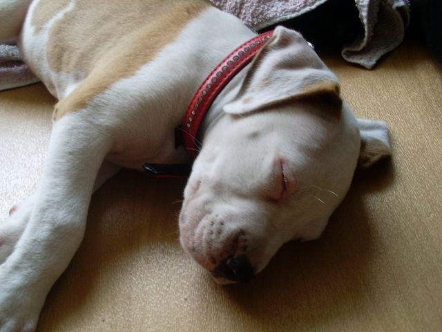 Boxer Welpen sucht einen Namen und eine Familie - Rassehunde Boxer - Potsdam