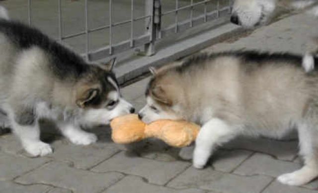 Alaskan Malamute Welpen - Rassehunde Husky - linz