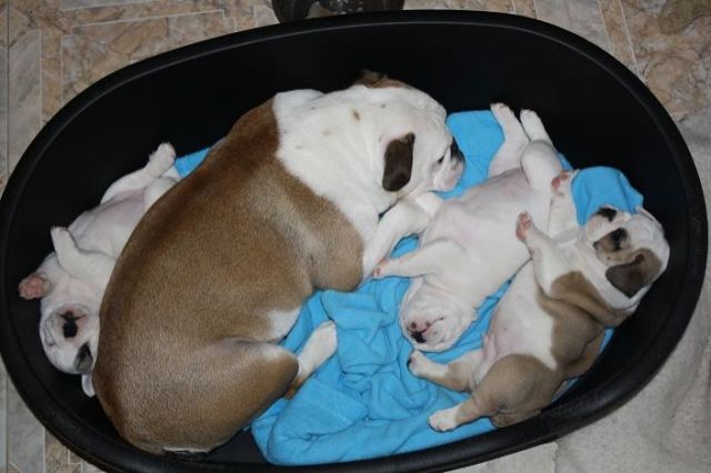 Mix Bulldoggewelpen - Mischlinge - Mettmann