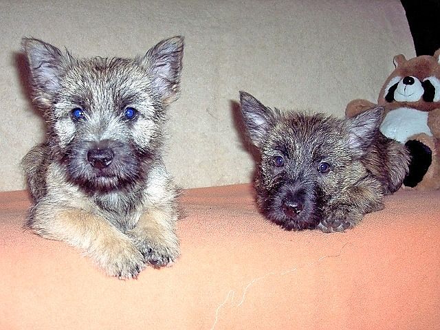 CAIRN-TERRIER-WELPEN VON-DER-IBURG...einfach super! - Rassehunde Terrier - Willebadessen