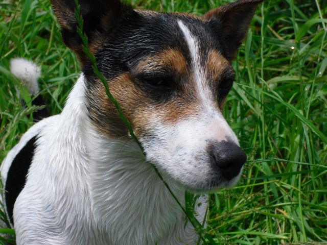 Wunderschön gezeichnter Jack Russel Tricolor Deckrüde - Rassehunde Terrier - Dittmannsdorf