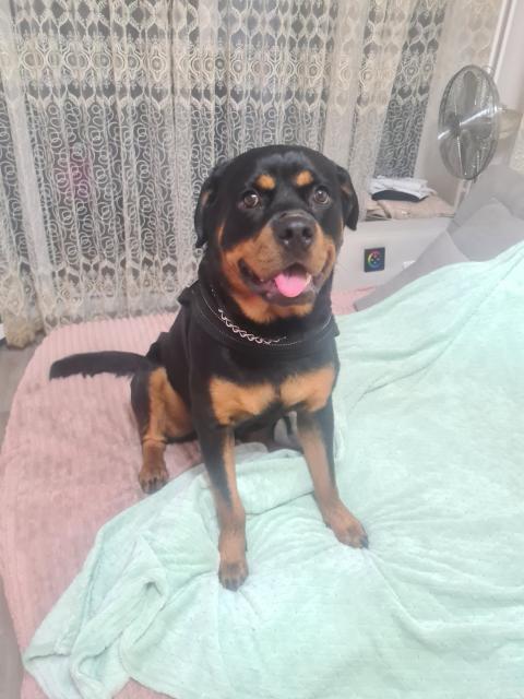 11 Monaten Rottweiler Hündin  - Rassehunde Rottweiler - Berlin 