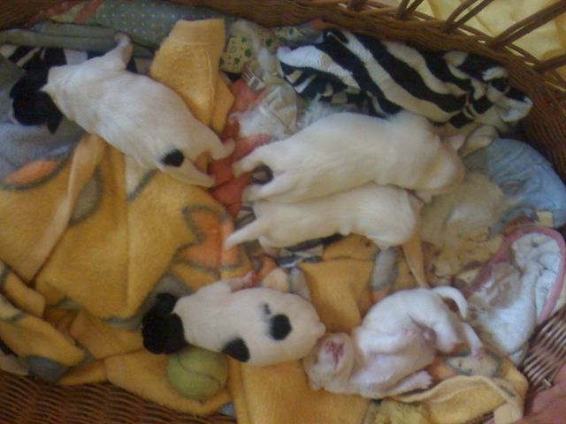 Jack Russell Terrier Welpen - Rassehunde Terrier - Offenbach am Main 