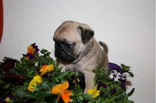 Wunderschöne Mops Welpen Beige und schwarz mit papieren. - Rassehunde Mops - Stadtallendorf
