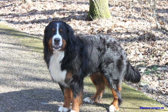 Prämierter Berner Sennenhund Deckrüde mit Papieren, Aragon vom Burgholzer Wäl - Deckanzeigen - Solingen