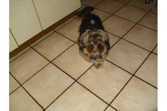 Yorki Rüde 2,5 Jahre in gute Hände zu vermitteln - Rassehunde Terrier - Pulheim