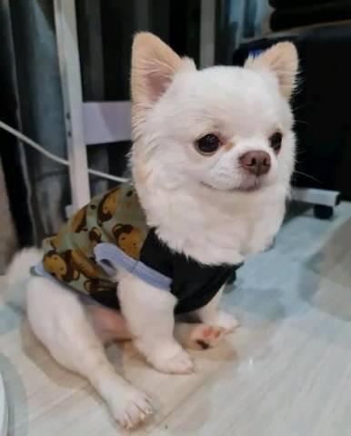 Schön Chihuahua-Welpen - Rassehunde Chihuahua - Offenbach