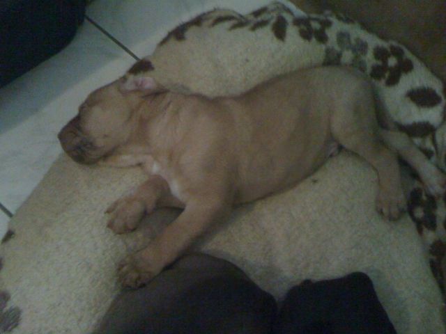 Welpen Bordeaux-Doggen-Mix - Mischlinge - Köln