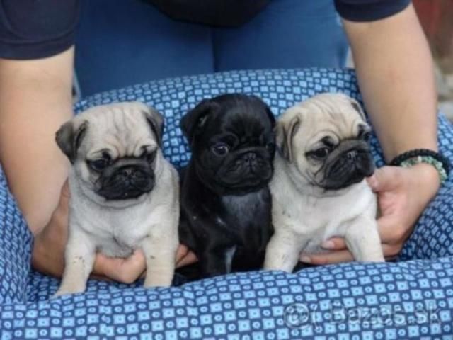 Perfekte Reinrassige Mops Welpen 10 Wochen Alt :-) - Rassehunde Mops - Oberursel 
