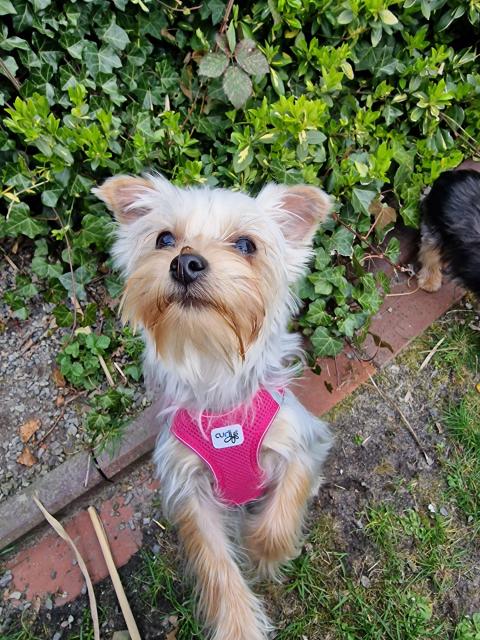Yorkshire Terrier Hündin  - Rassehunde Terrier - Dissen