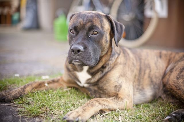 Browny sucht ein neues zu Hause - Mischlinge - Varel