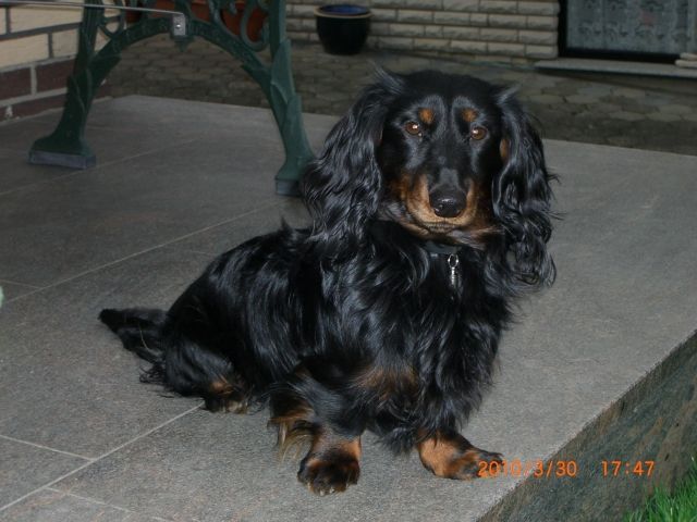 Deckrüde, schwarzer Langhaardackel  - Rassehunde Dackel - Paderborn