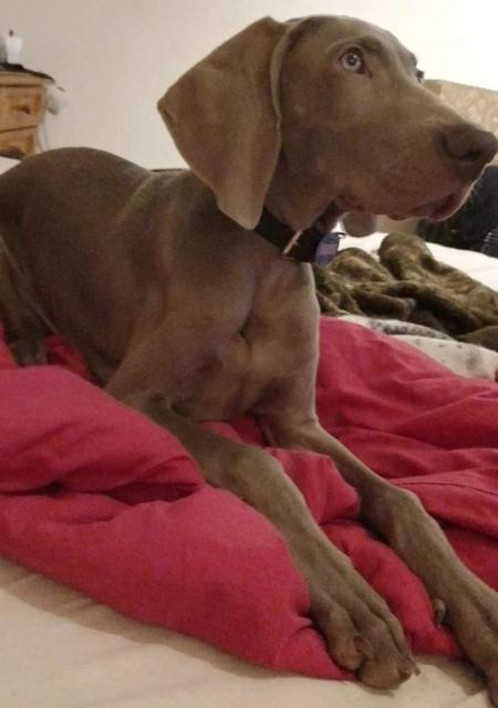 Reinrassiger Weimaraner Rüde  - Rassehunde Weimaraner - Teublitz 