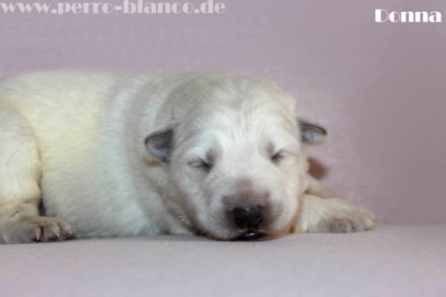 7 weiße Schäferhund Welpen suchen neuen Wirkungskreis - Rassehunde Weisser Schweizer Schaeferhund - Niederkrüchten