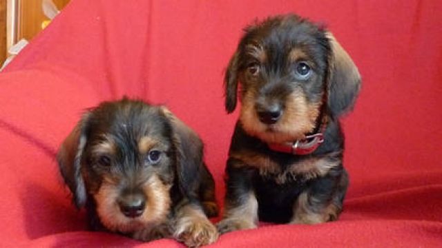 Reinrassige Rauhaardackelwelpen - Rassehunde Dackel - Berlin