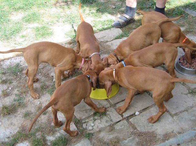 Welpen wie www.Magyar-Vizsla.de abzugeben - Rassehunde Weimaraner - Ludwigsfelde
