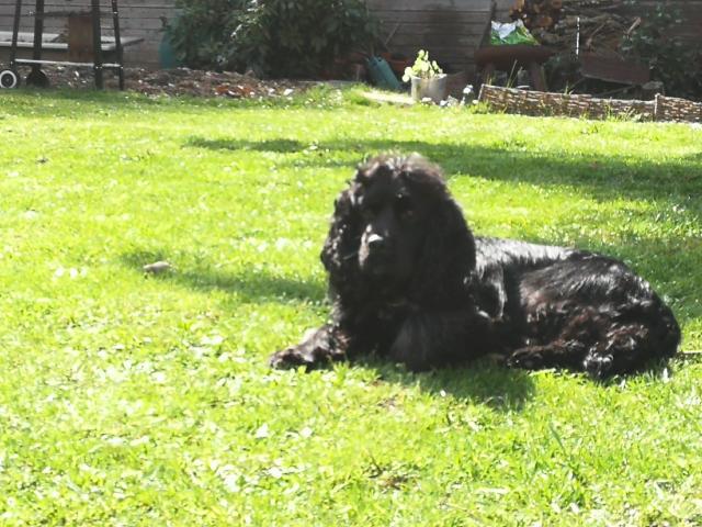 Deckrüder  - Deckanzeigen - Künzell 