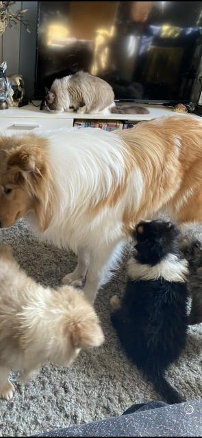 Reinrassige Collie langhaar Welpen  - Rassehunde Collie - Göttingen
