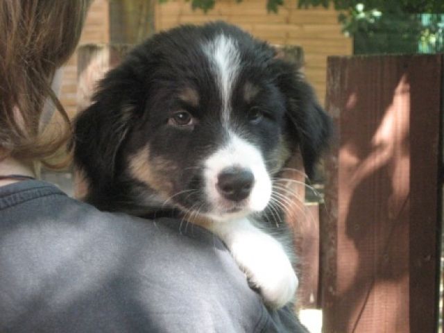 Australian Shepherd Welpen - Rassehunde Australian Shepherd - Göppingen