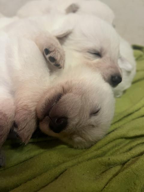 Weiße Schäferhund Welpen  - Rassehunde Weisser Schweizer Schaeferhund - Schmelz 