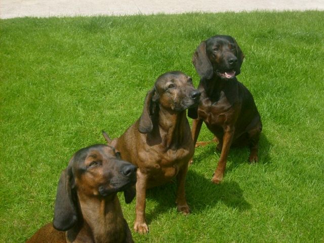 Suchen für unsere Hündin BGS einen Deckrüden - Deckanzeigen - Friedberg