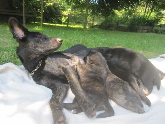 Labrador Mischlingswelpen - Mischlinge - hermsdorf