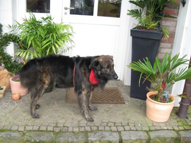 Wir fahren in den Urlaub und suchen deshalb jemanden für unseren Hund - Hundesitter - Bergisch Gladbach