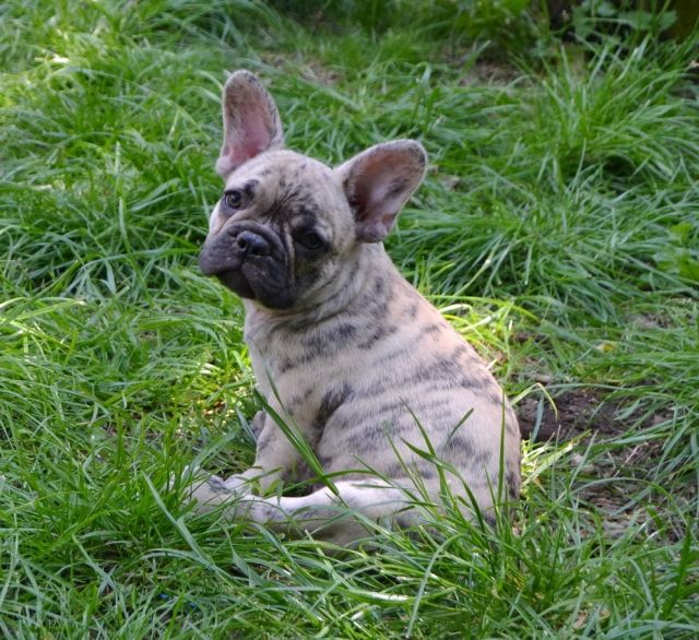 Reverse Und Tiger Brindle Franzosische Bulldoggen Welpen Hunde Kleinanzeigen Net
