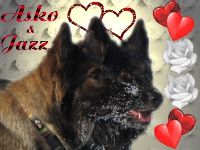 Wurferwartung Altdeutsche Schäferhunde - Deckanzeigen - Regnitzlosau