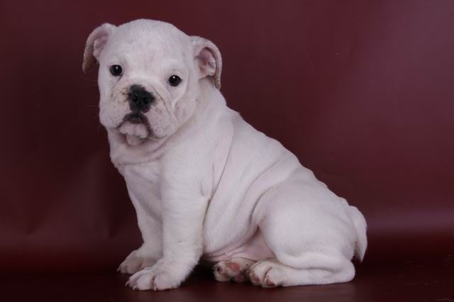  Traumhaft schöne engl. Bulldoggen Welpen (Papiere) - Rassehunde Bulldog - Stuggart