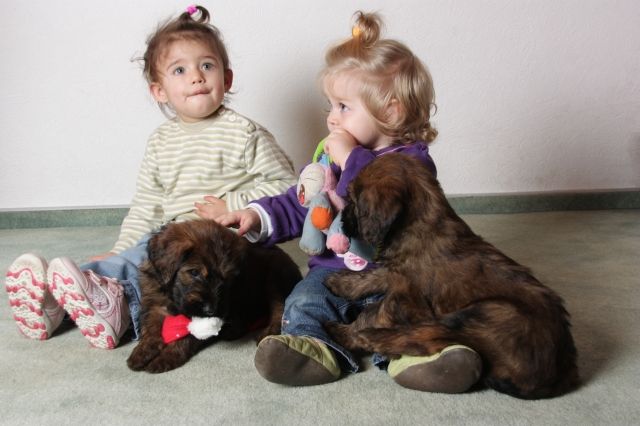 Süße Briardwelpen in fauve und noir - Rassehunde Briard - Pleystein