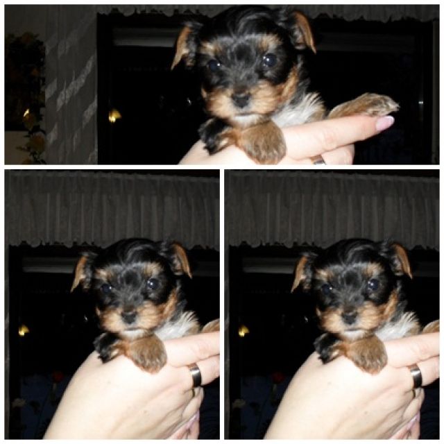 Bitte mini yorkshire - Rassehunde Terrier - neuenhaus