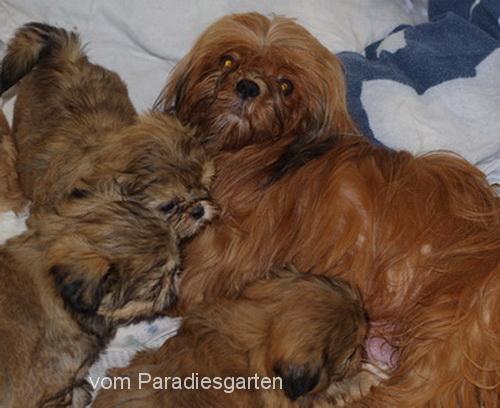 Shih Tzu Welpen in schönen Farben aus guter Zucht mit Papieren - Rassehunde Shih Tzu - Ulrichstein