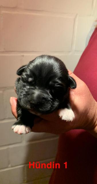 Labrador-Husky Welpen - Mischlinge - Handewitt