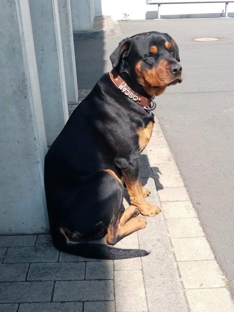 Deck Rüde  - Deckanzeigen - Hildesheim