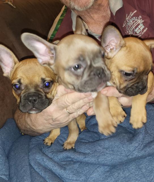 Französische Bulldoggen - Rassehunde Franzoesische Bulldogge - Prichsenstadt