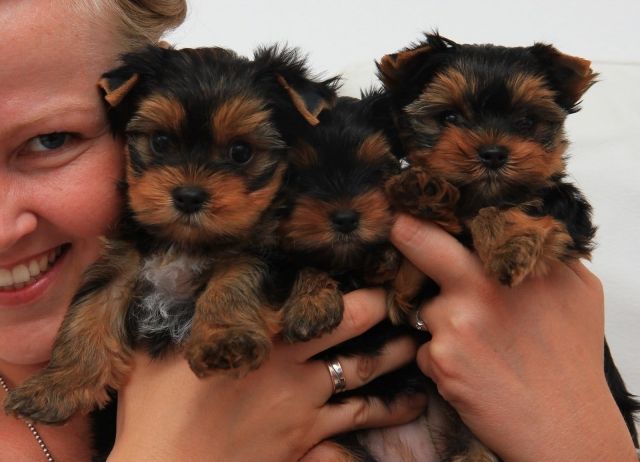Yorkshire Terrier Welpen Rüden m.P. zu verk. - Rassehunde Terrier - München
