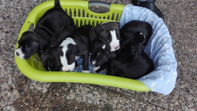 American Welpen Blue-Line Pit Bull Terrie34rrr - Rassehunde Pit Bull - Retz