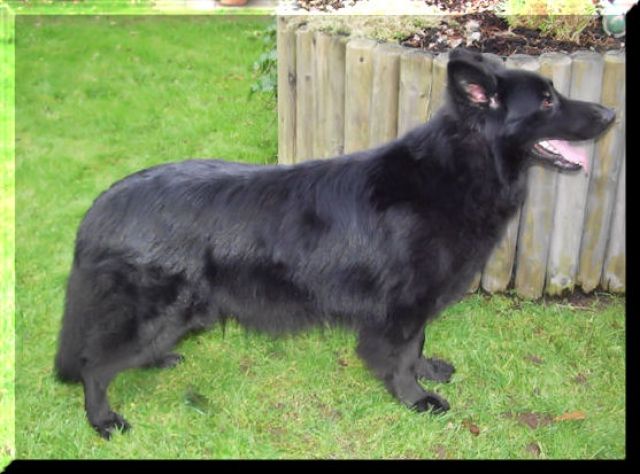  Altdeutsche Schäferhündin in liebevolle Hände abzugeben - Rassehunde Schaeferhund - Neuss