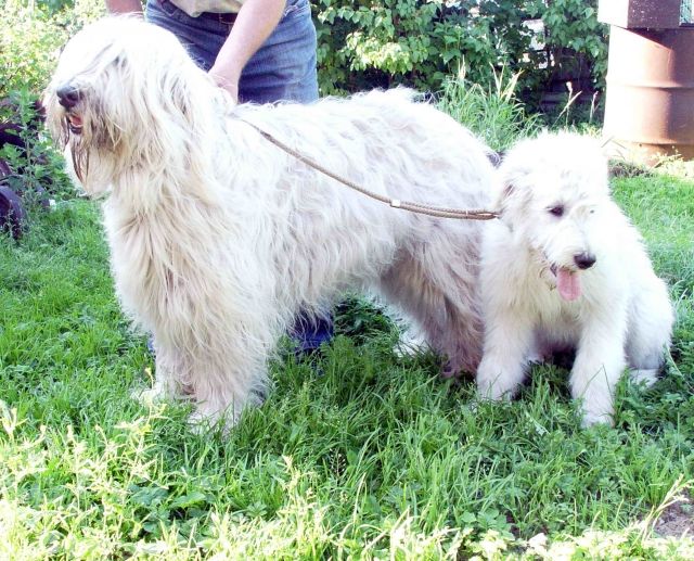 Südrussischen Schäferhund - Rassehunde Shepherd - latvia