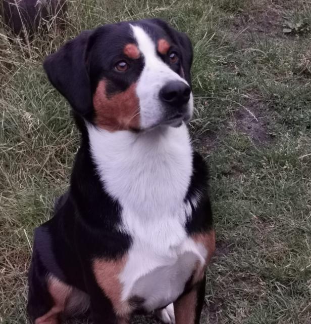 Reinrassiger Appenzeller Deckrüde mit Erfahrung (kein Verkauf) - Deckanzeigen - Hamburg