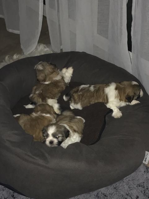 Shih Tzu Welpen - Rassehunde Shih Tzu - NEU Wulmstorf