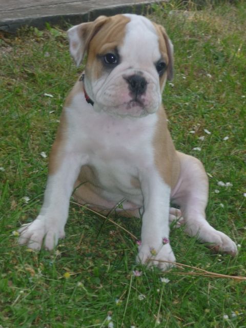 8 Wochen altes Old Englisches Bulldoggen-Mädchen zu verkaufen - Rassehunde Bulldog - Hamburg- Berne