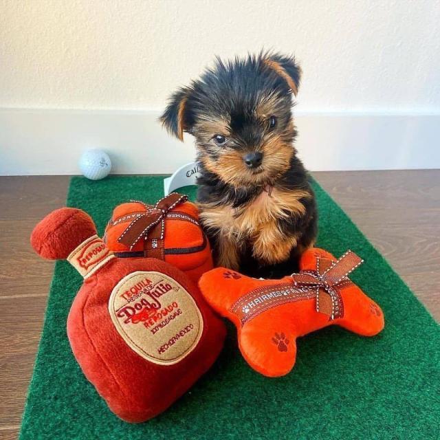 MINI Yorkshire Terrier Steel Blue Welpen - Rassehunde Terrier - Steinburg