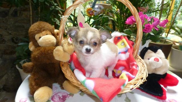 Chihuahua-Welpen - Rassehunde Chihuahua - Idar-Oberstein