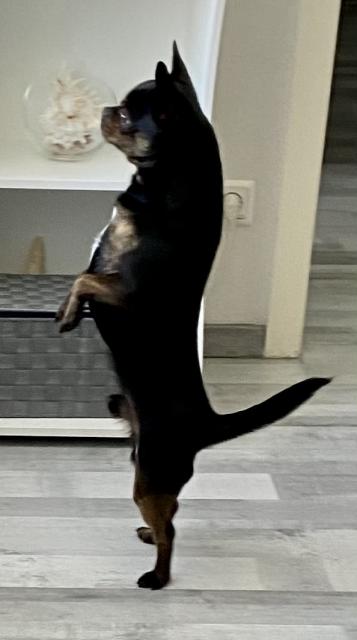 Deckrüde  - Deckanzeigen - Dortmund 